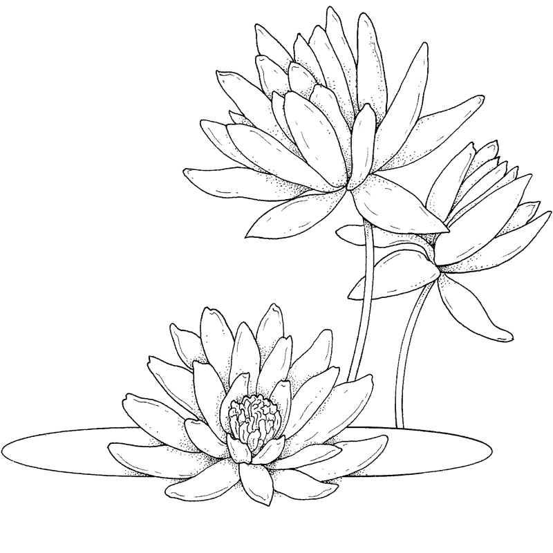 Dibujos de flores para Colorear a Lapiz Pintar y Bordar