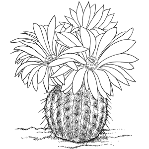 Dibujos de flores para pintar: cactus