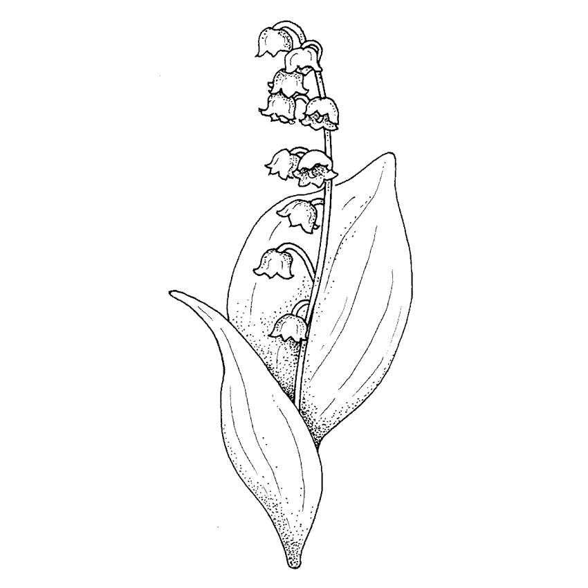 Dibujos de flores para colorear. Dibujos para pintar de flores de guias de flores Dibujos de flores para colorear. Dibujos para pintar de flores